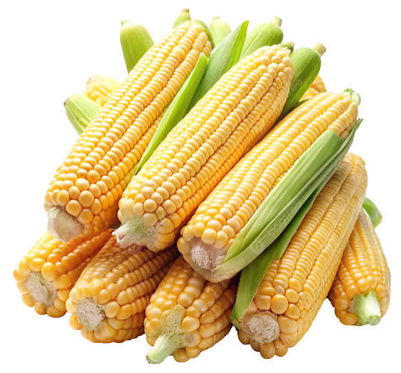 Maize