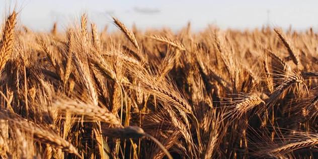 WheatStraw